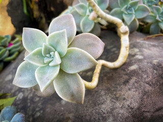 Desert succulent flower garden with stones