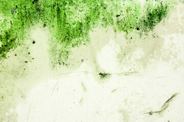 An old white concrete wall with green moss for the background.