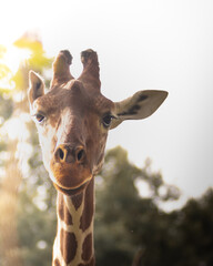 Giraffa portrait 