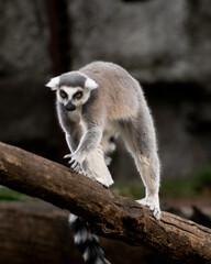 Lemure grigio del Madagascar 