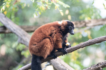 Fototapeta premium Lemure Rosso