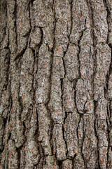 Close Tree Bark