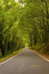 Spanish mountain road with a clearing of lush trees , in Ourense Provence , Spain