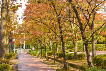 京都　秋の街並み