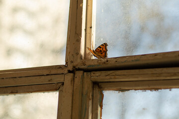 A butterfly on the window. Butterfly in autumn near the glass.
