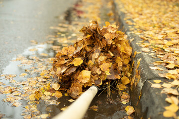 Lots of leaves on a shovel. Cleaning wet leaves in autumn. The janitor cleans the road.