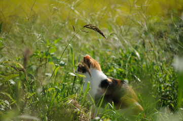 草原の中の猫
