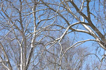 Snow of the Trees