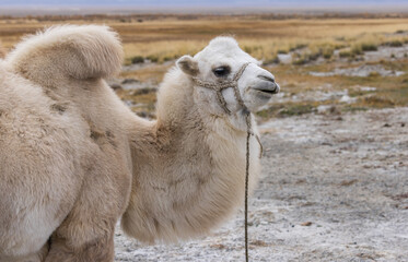 Close-up of a white double-humped camel in the mountain steppe of the salt marsh.