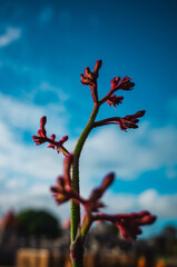 Kangaroo paw flowers