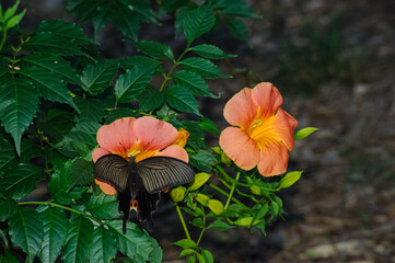 吸蜜するクロアゲハ