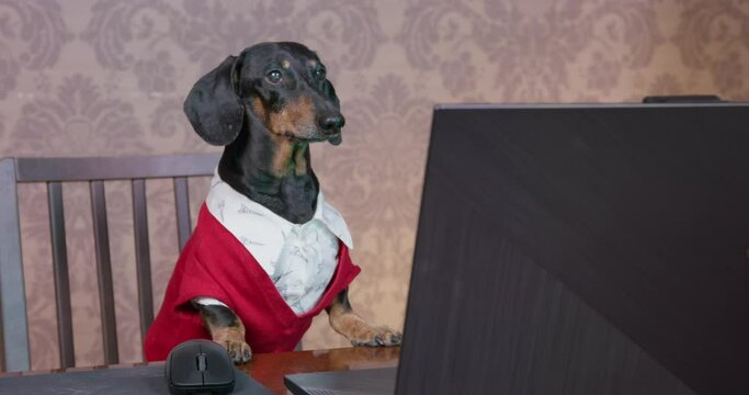 Serious dachshund dog in white shirt and red knitted jacket conducts online meeting or interview. Freelancer works in home office using laptop, or watches a movie on streaming service.