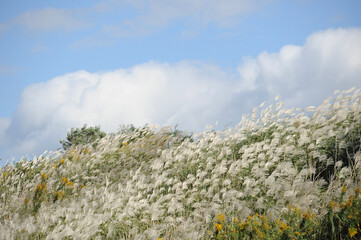 ススキの群生