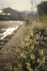 道路の猫じゃらし
