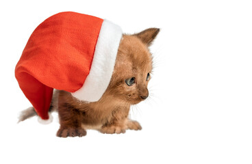Brown kitten in christmas santa hat isolated