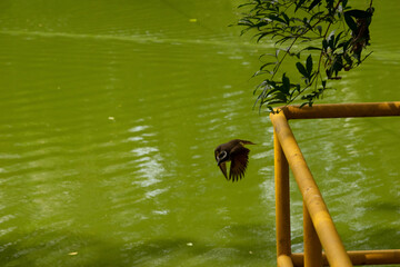 Pájaros Colombianos
