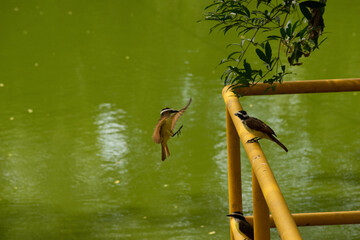 Pájaros Colombianos © Sergio Palacio