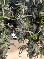 Cannabis