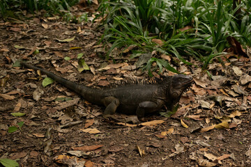 Iguana 