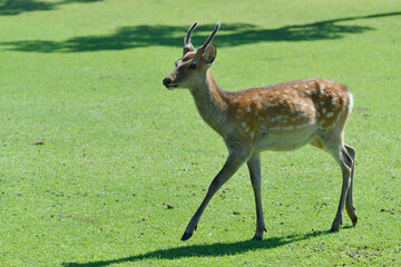 奈良公園　子鹿　奈良市