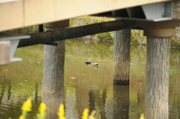川のカモ