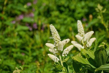 光を浴びて輝く満開のバイケイソウ＠乗鞍岳、長野