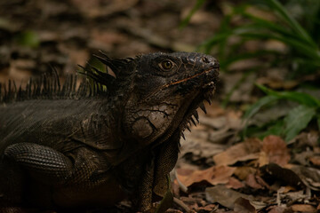 Iguana 