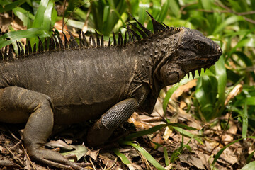 Iguana 