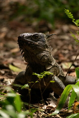 Obraz premium Iguana 