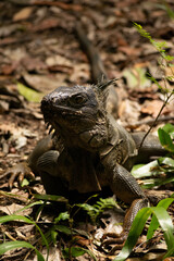 Naturaleza Antioquia