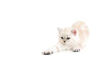 The cat stretches. Kitten is isolated on a white background.Two month old kitten. Scottish purebred cat.