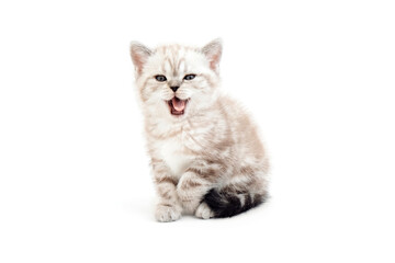 Happy cat. A funny cat with a tongue sticking out. Kitten is isolated on a white background.Two month old kitten. Scottish purebred cat.