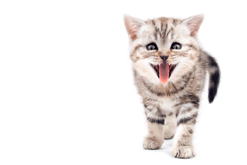 Fototapeta na wymiar Surprised happy cat with open mouth. The funny kitten stuck out his tongue and smiles. Kitten is isolated on a white background.Two month old kitten. Scottish purebred cat. Cat screams.