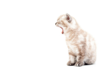 The cat sits sideways with its mouth wide open. The cat screams. Kitten is isolated on a white background.Two month old kitten. Scottish purebred cat.