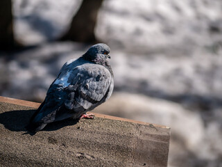 Close-up of the urban pigeon sitting on the parapet of the building. Selective focus made with telephoto