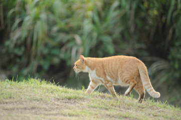 歩く猫