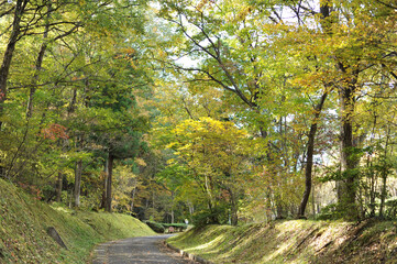 色づく森の小道