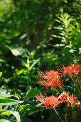 彼岸花