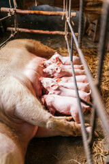 Vertical photo of piglets suckling a sow on a farm