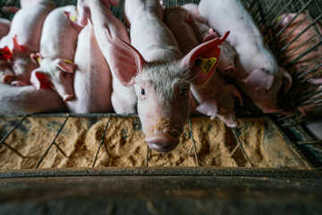 Small pig looking up while stand among a group of pigs eating in a farm