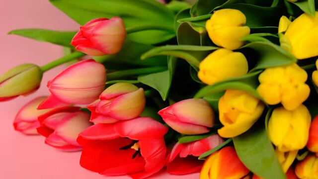 tulips bouquet on a light pink background. Floral background. 4k footage