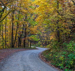 Naklejka premium A dirt road through fall woods in Althom, Pennsylvania, USA on an autumn day