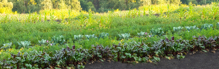 Vegetable garden with growing vegetables. Beetroot, cabbage, dill, corn on farm with infield