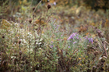 autumn flowers in a field 