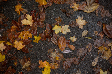 autumn leaves on the ground