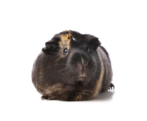 Fototapeta premium Cute guinea pig on white background