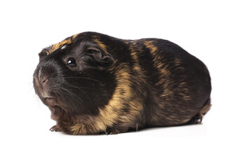 Cute guinea pig on white background