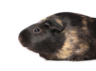 Fototapeta premium Cute guinea pig on white background