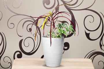 A plant flower in a ceramic pot stands on the table at home.