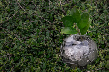 The saplings that grow on the pile of coins In a glass bottle on green nature background Symbol for...